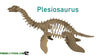 Giant Dinosaur 3D Plesiosaurus Skeleton- Free Shipping!
