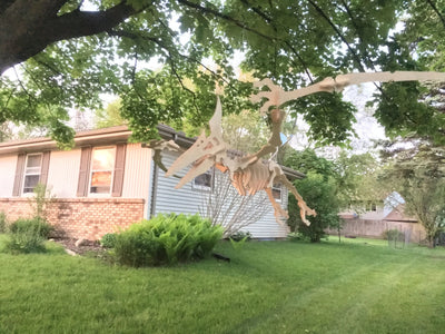 Giant 3D Pterodactyl Puzzle