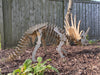 Giant Dinosaur 3D Puzzle Styracosaurus