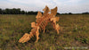 Stegosaurus - 3D Dinosaur wooden puzzle Kit